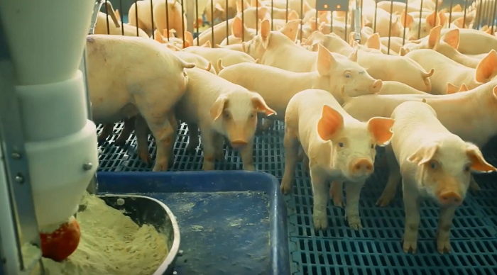 Bem-estar animal ganha espaço na suinocultura nacional